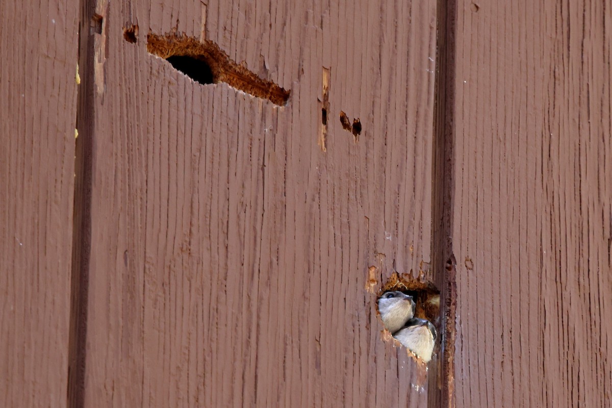 Violet-green Swallow - ML638777776