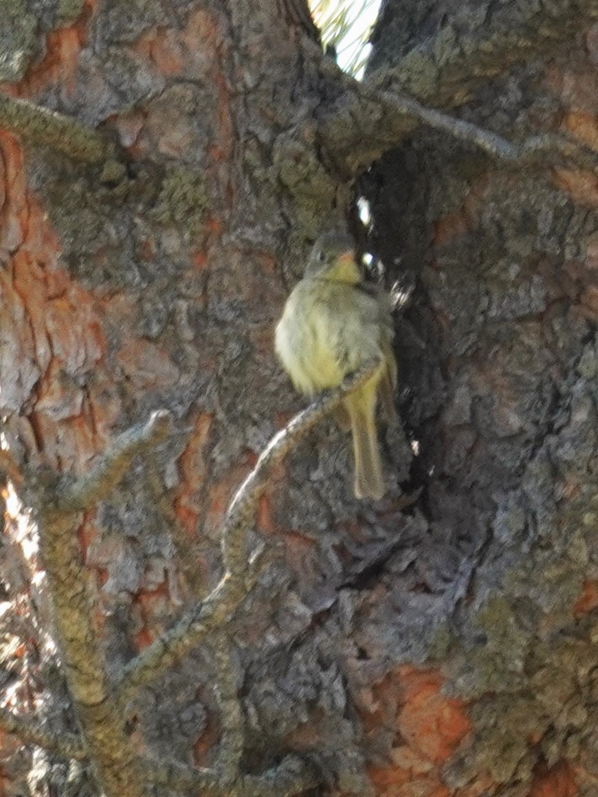 Western Flycatcher (Cordilleran) - ML638777790