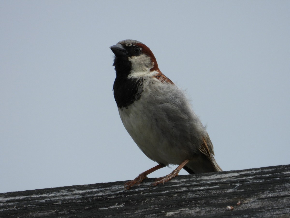 House Sparrow - ML638777828