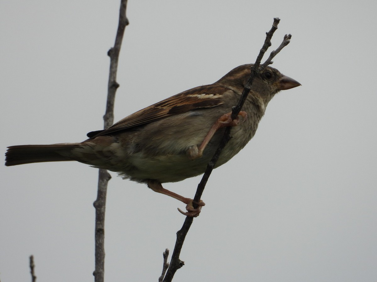 House Sparrow - ML638777829
