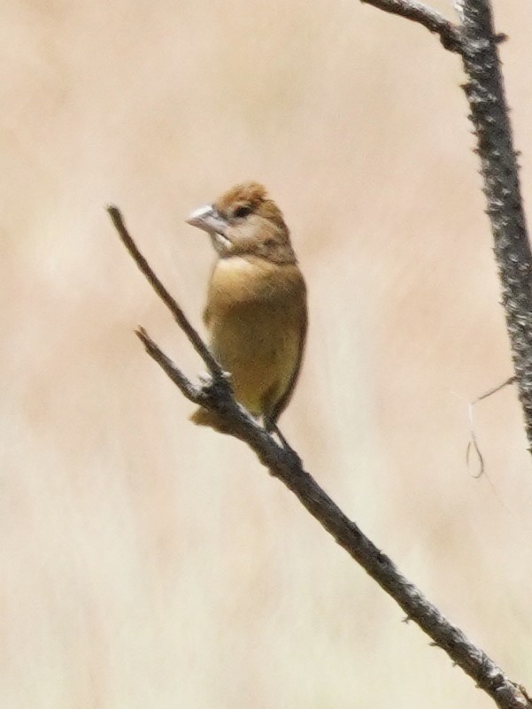 Blue Grosbeak - ML638777838