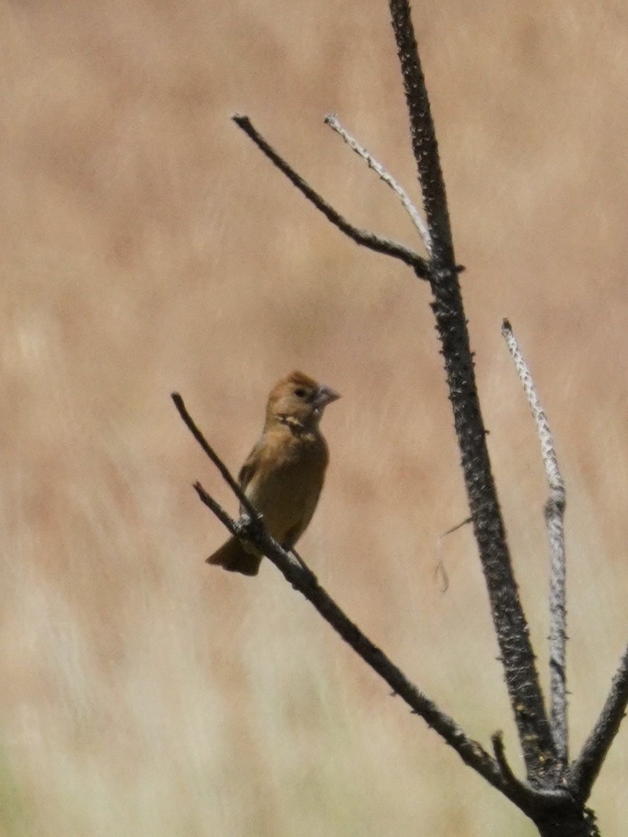 Blue Grosbeak - ML638777839