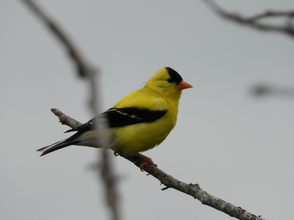 American Goldfinch - ML638777841