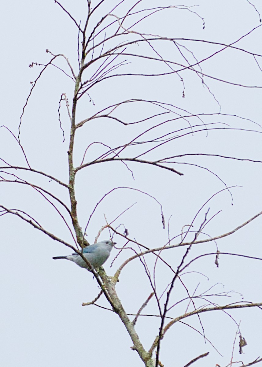 Blue-gray Tanager - ML638777855