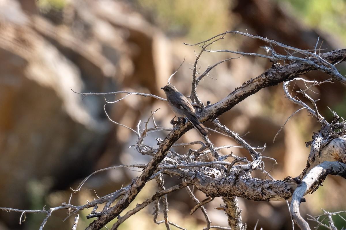Townsend's Solitaire - ML638777857
