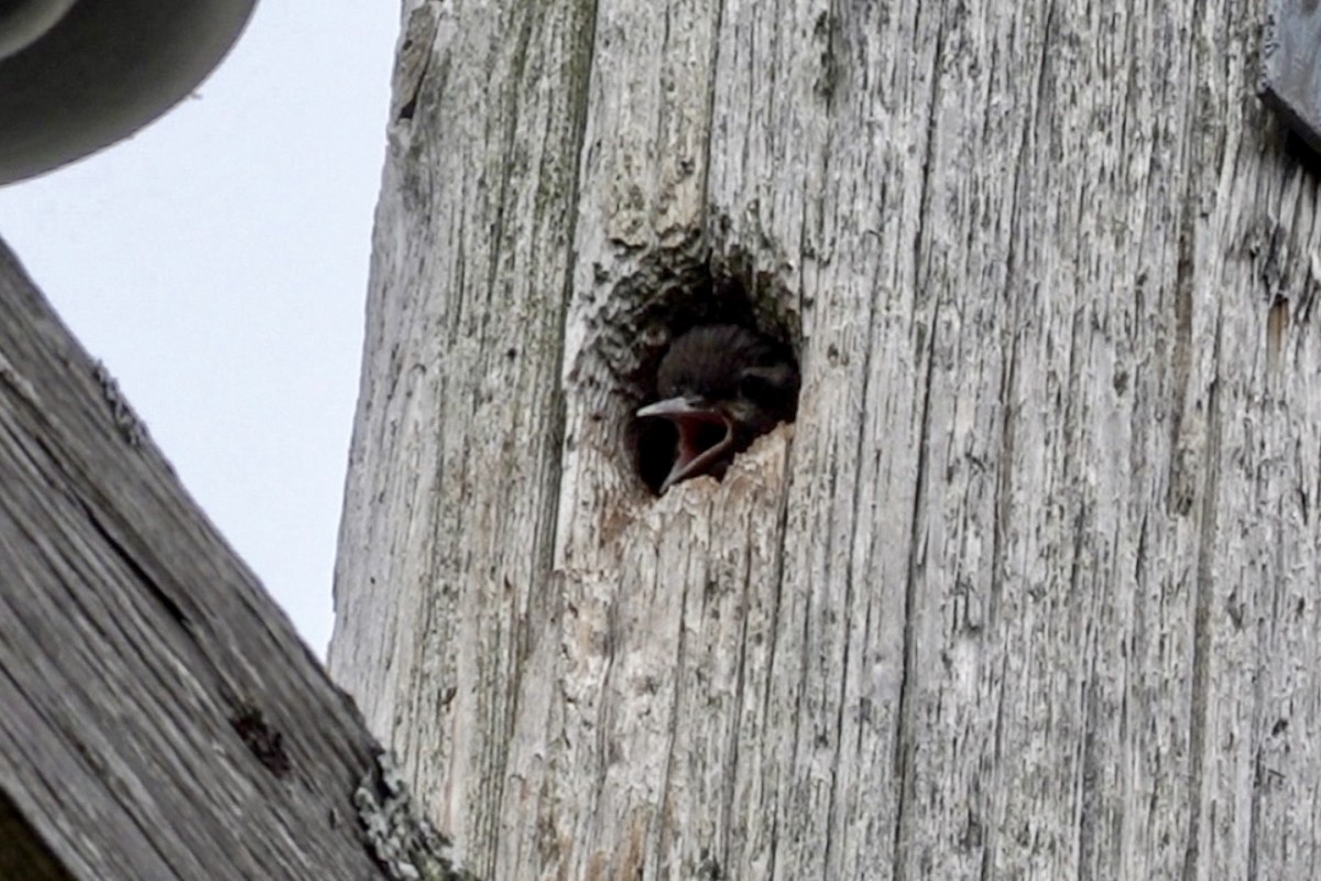 Yellow-bellied Sapsucker - ML638777858