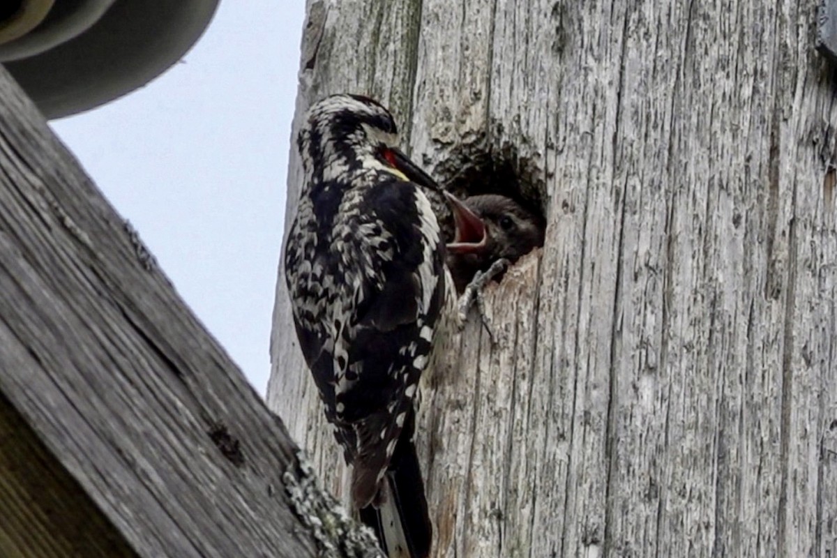Yellow-bellied Sapsucker - ML638777859
