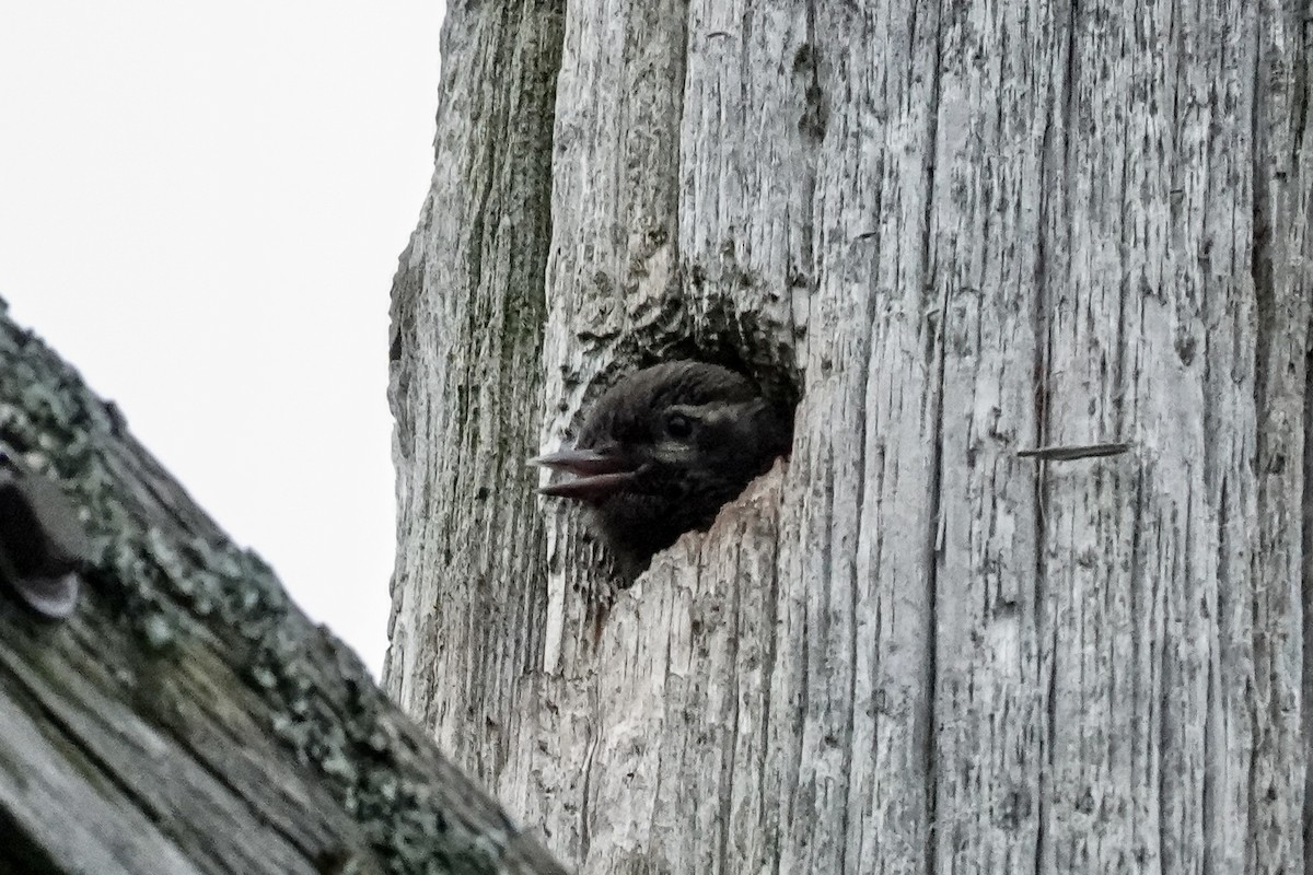Yellow-bellied Sapsucker - ML638777860