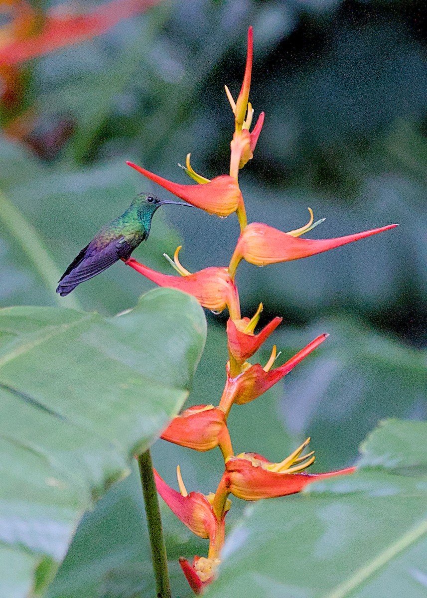 Bronze-tailed Plumeleteer - ML638777872