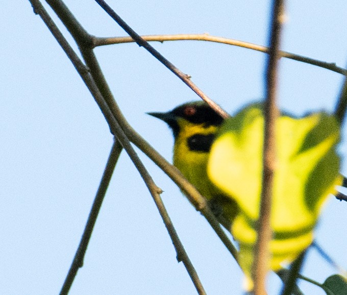 Yellow-bellied Dacnis - ML638777878