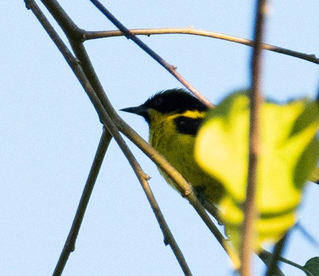 Yellow-bellied Dacnis - ML638777879