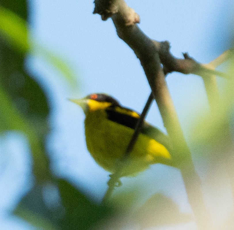 Yellow-bellied Dacnis - ML638777880