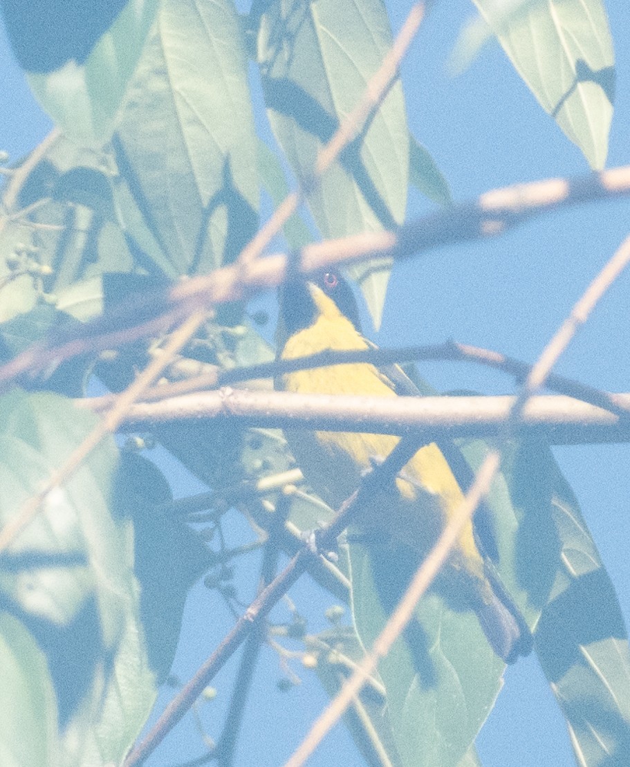 Yellow-bellied Dacnis - ML638777882