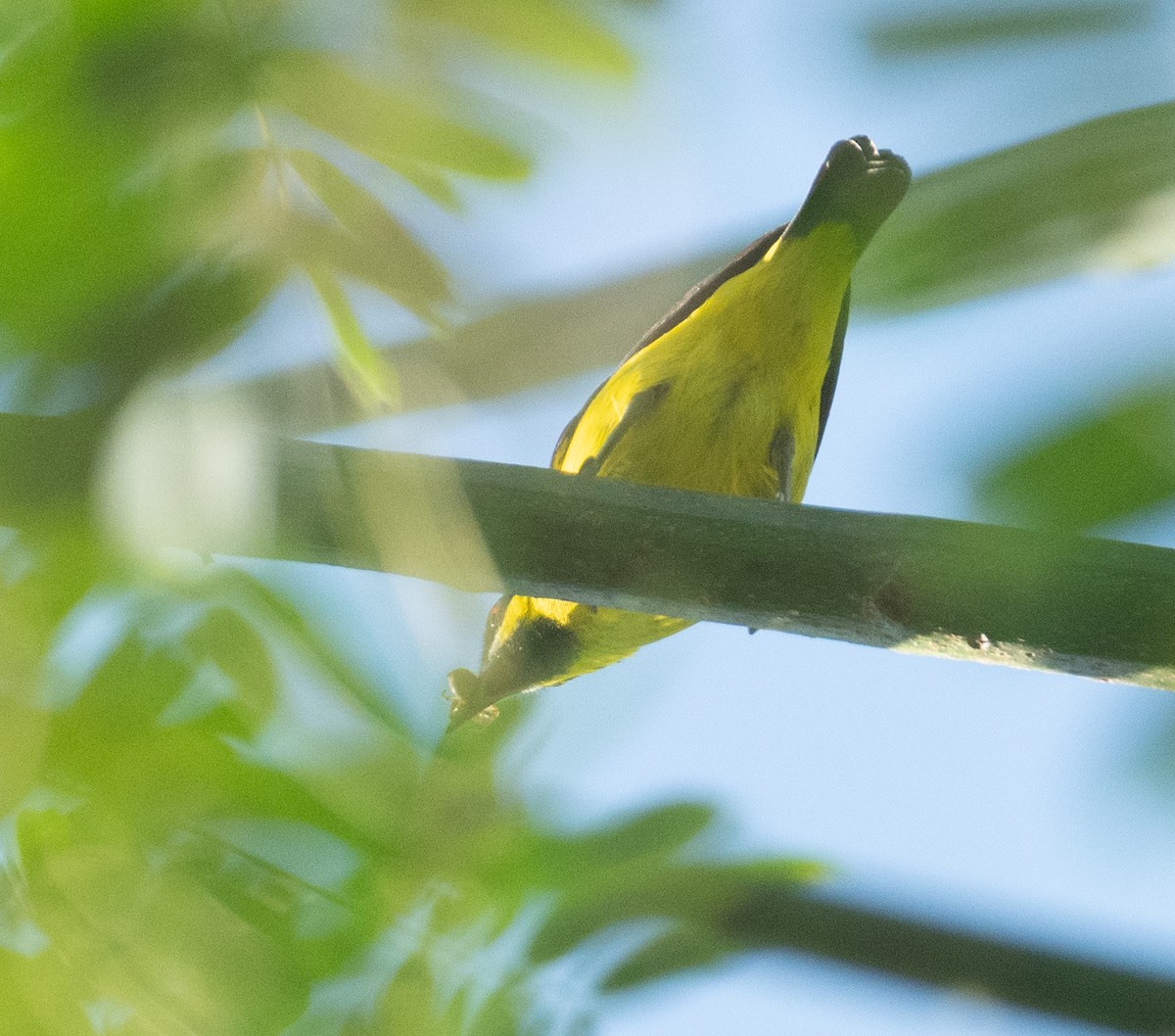 Yellow-bellied Dacnis - ML638777883