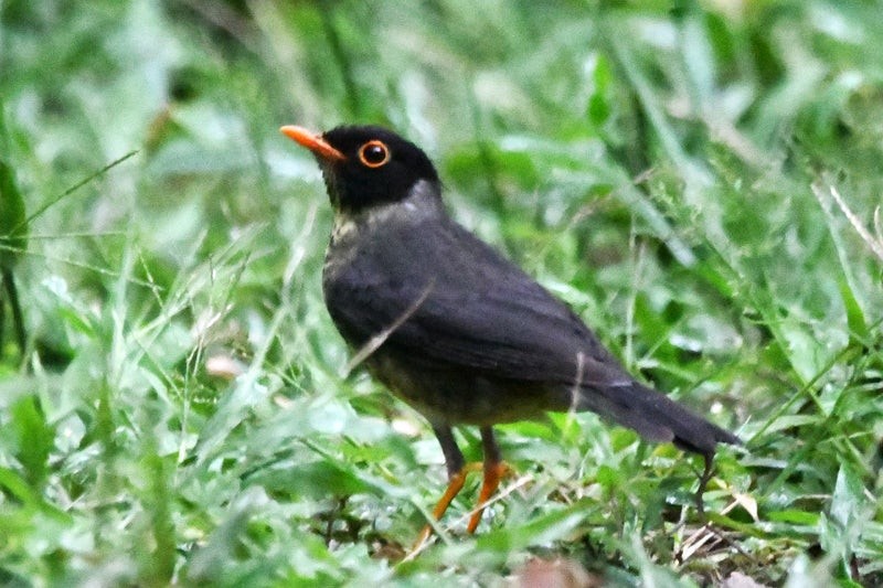 Speckled Nightingale-Thrush - ML638777897