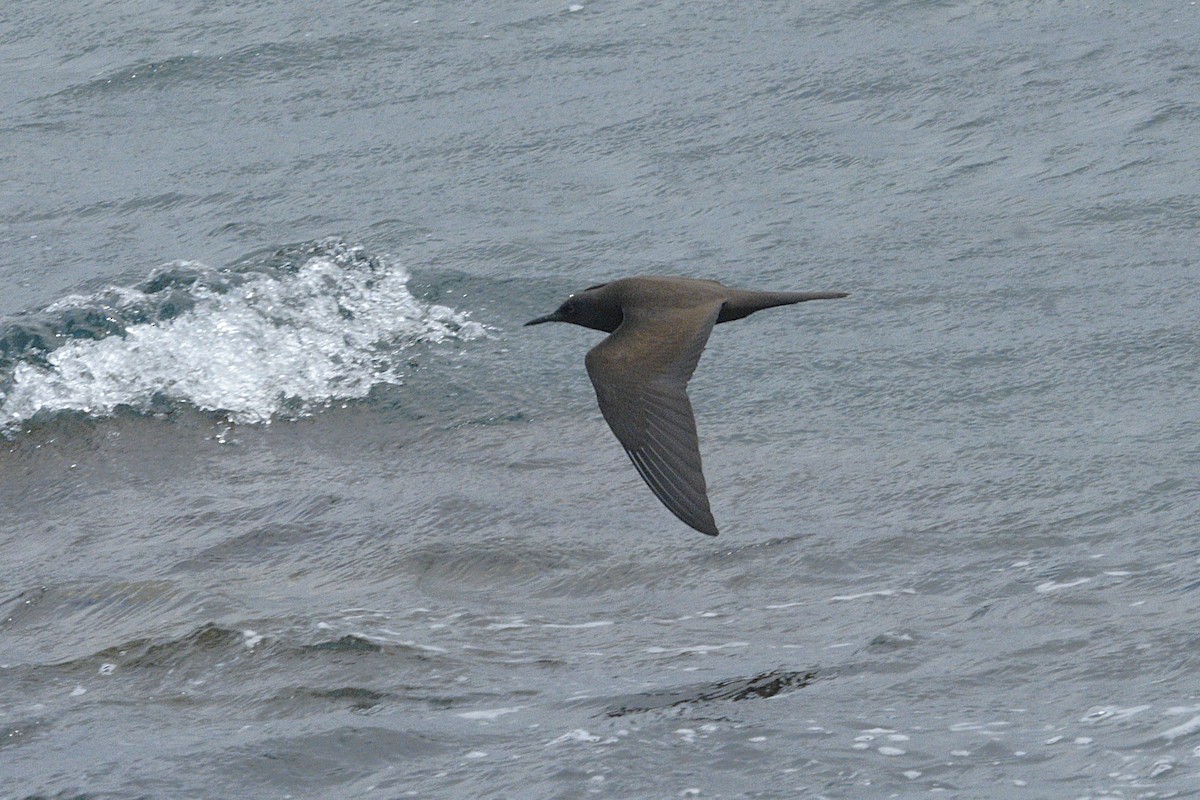 Brown Noddy - ML638777907