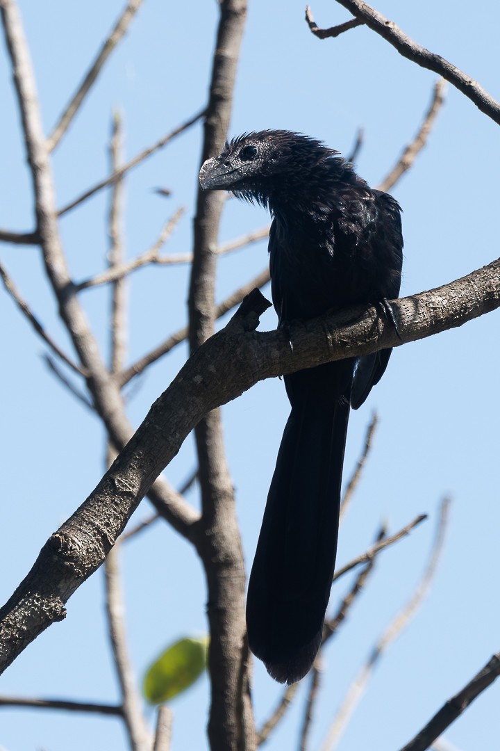 Smooth-billed Ani - ML638777910