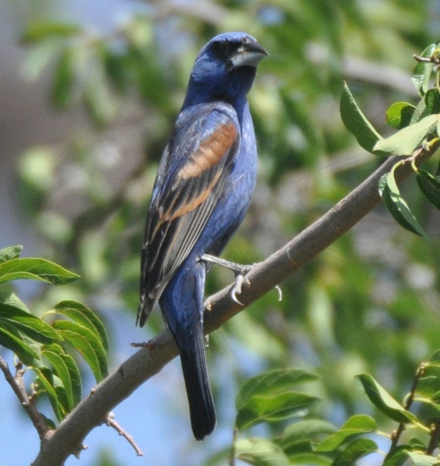 Blue Grosbeak - ML638777920