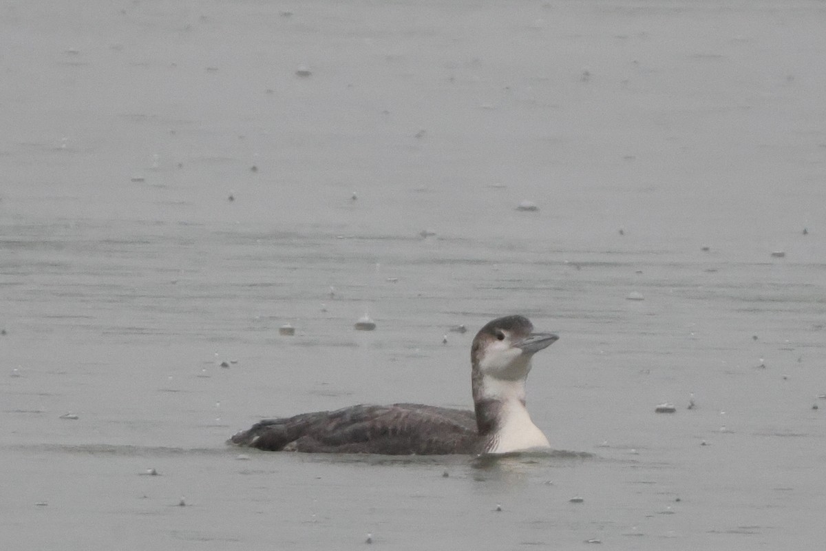 Common Loon - ML638777921
