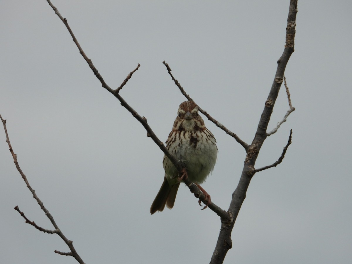 Song Sparrow - ML638777922