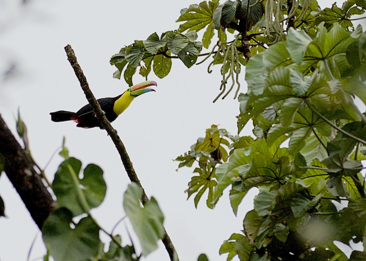 Keel-billed Toucan - ML638777931