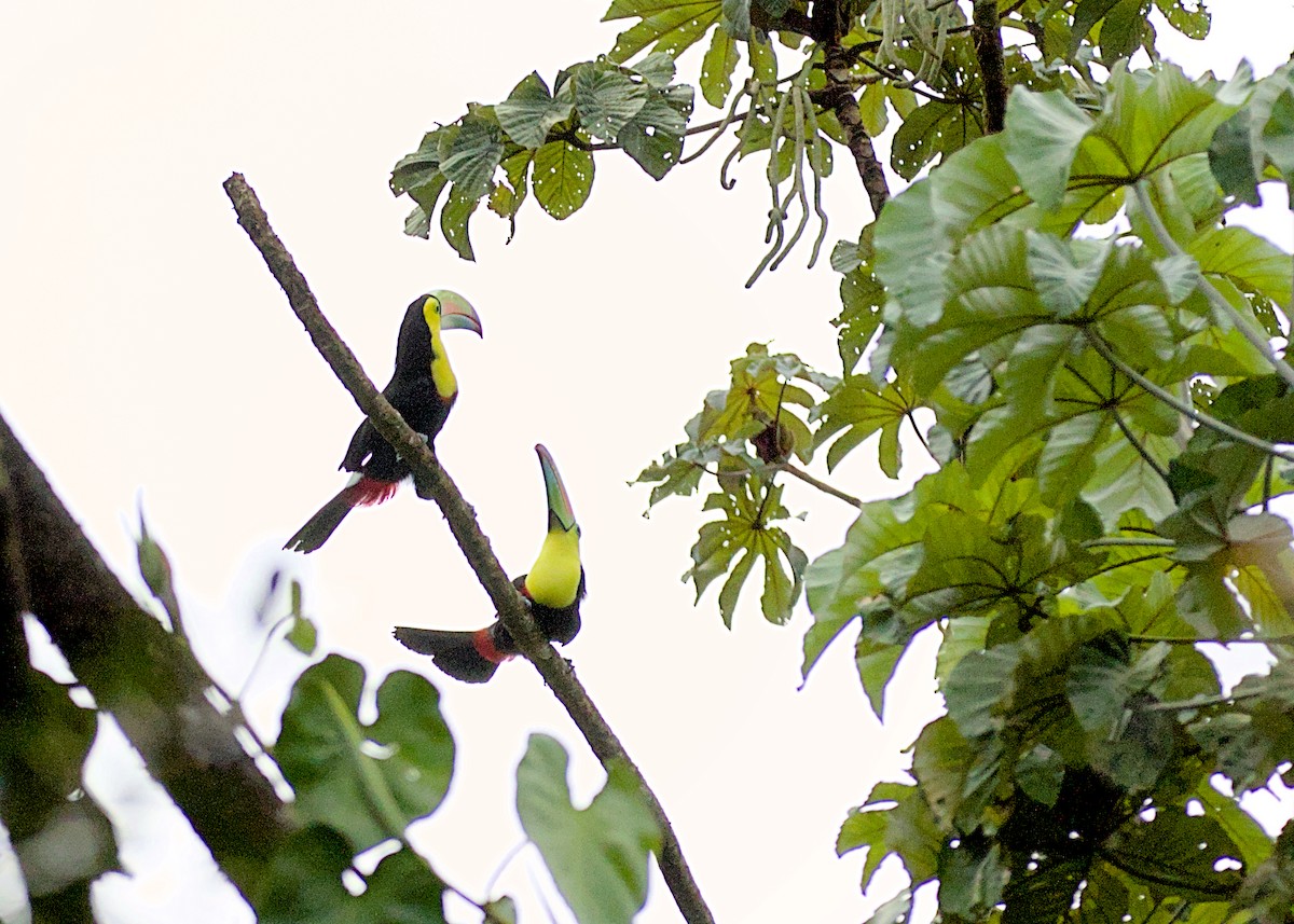Keel-billed Toucan - ML638777932