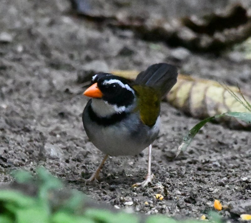 Orange-billed Sparrow - ML638777937