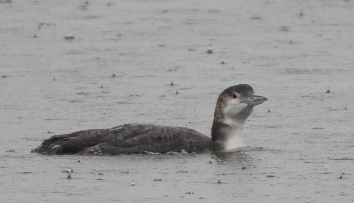 Common Loon - ML638777954