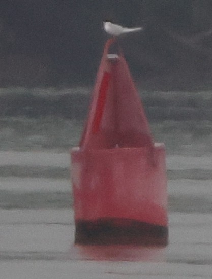 Forster's Tern - ML638777972
