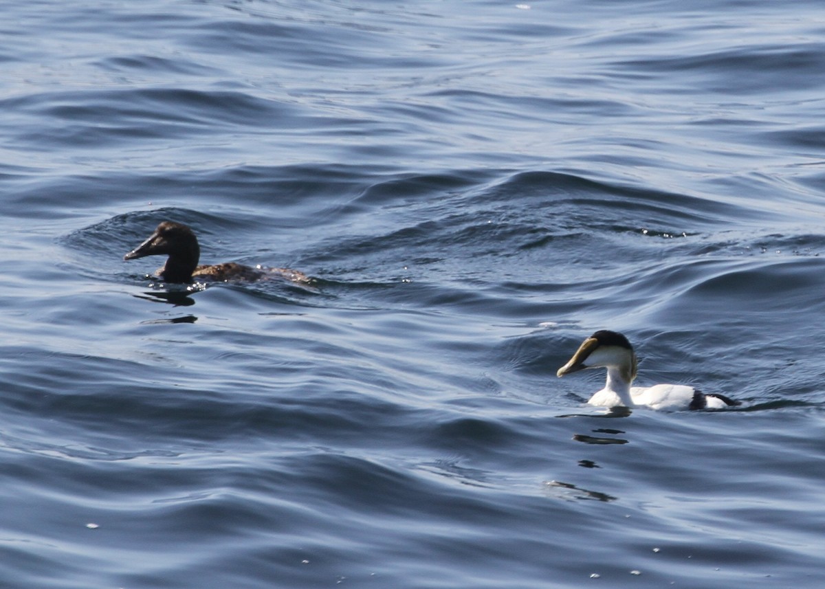 Common Eider - ML638777976