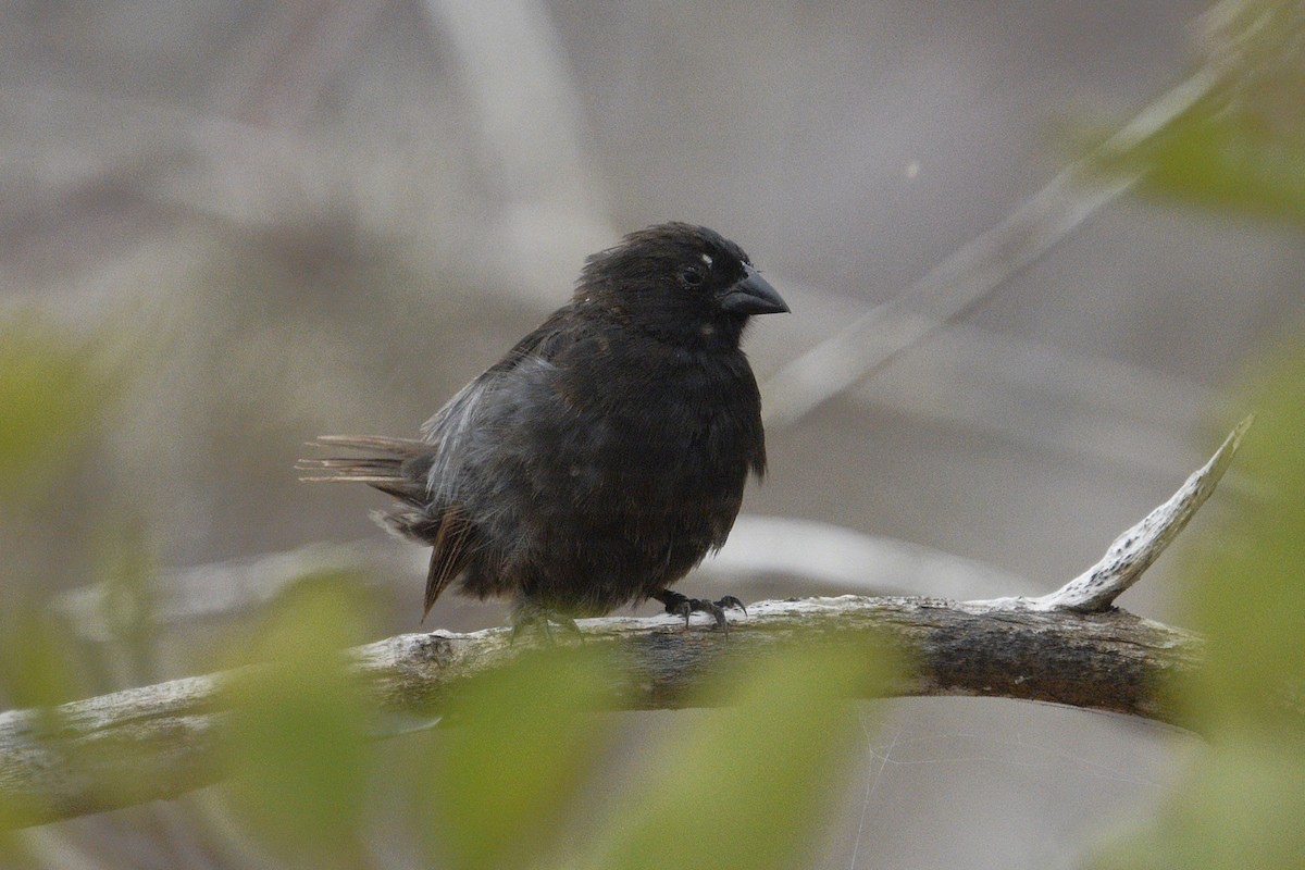 Medium Ground-Finch - ML638777985