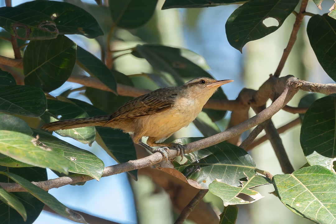 Thrush-like Wren - ML638777992