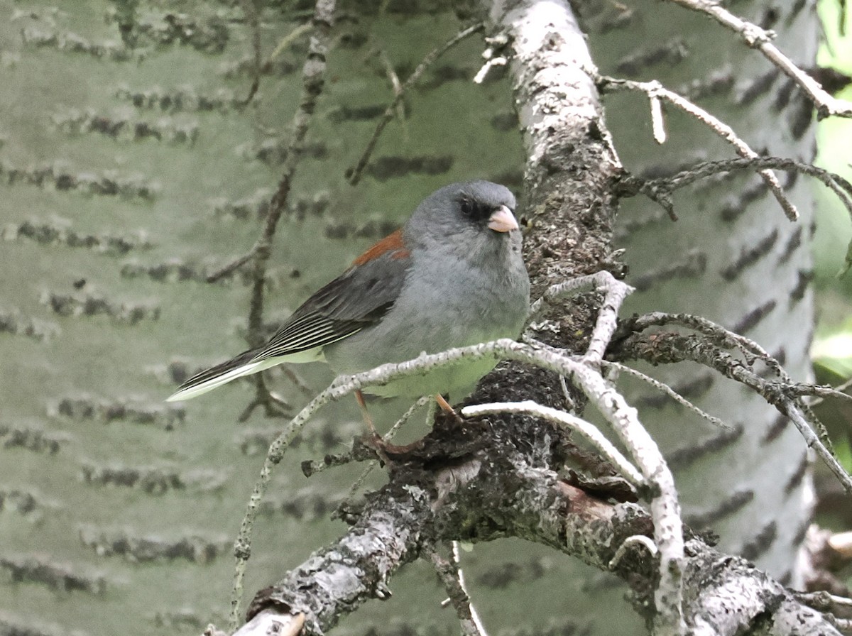 Junco ardoisé - ML638777995