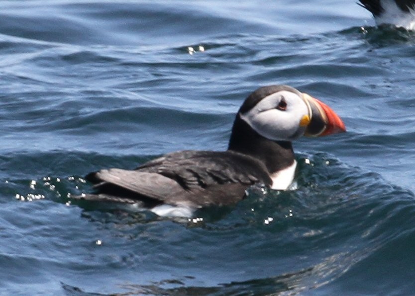 Atlantic Puffin - ML638778004