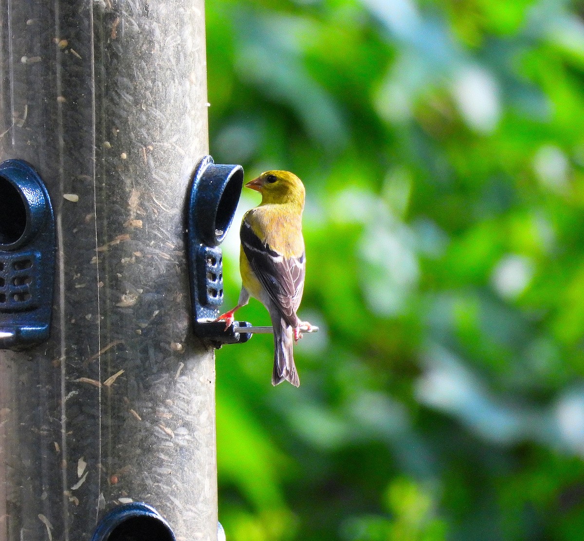 American Goldfinch - ML638778005