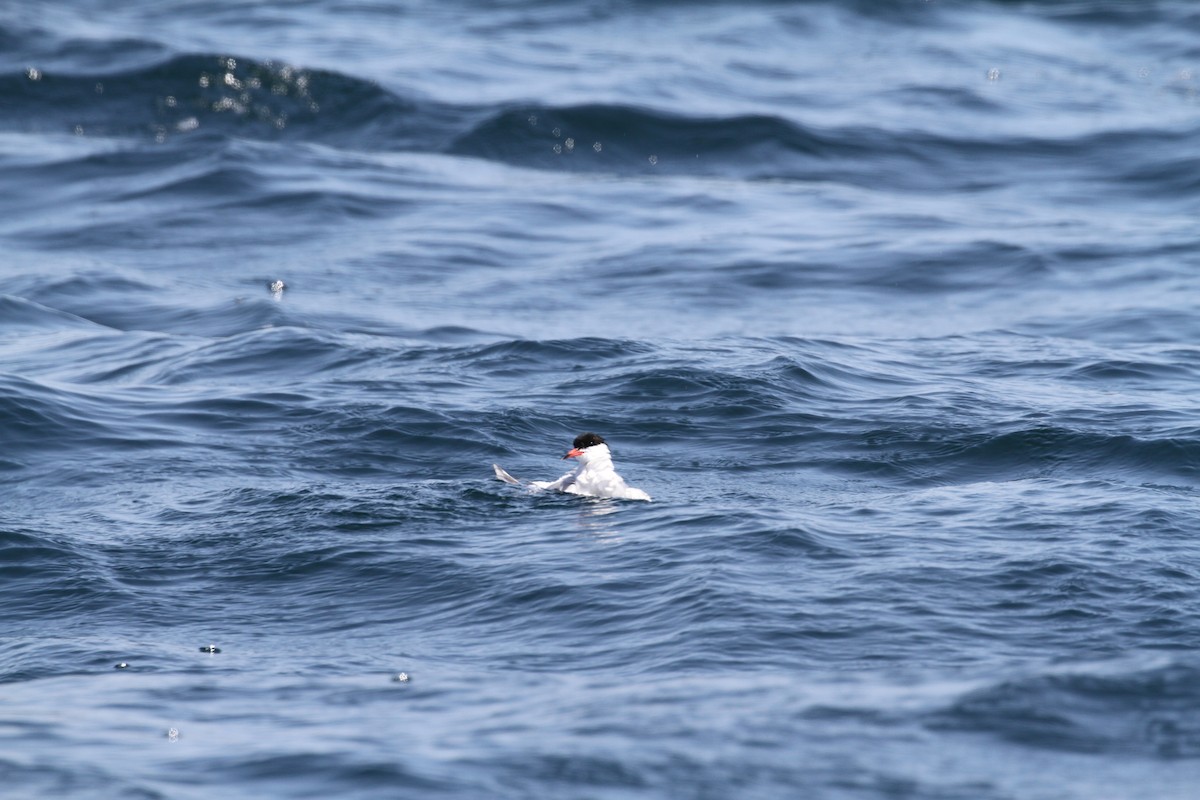 Common Tern - ML638778014