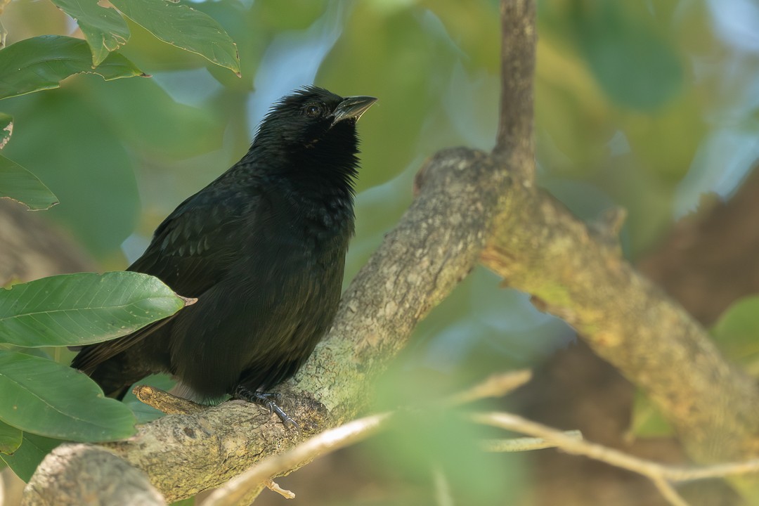Chopi Blackbird - ML638778019