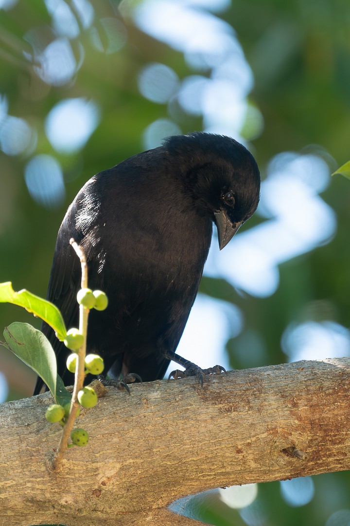 Shiny Cowbird - ML638778038