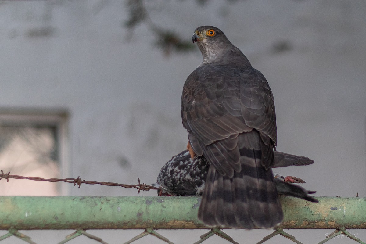 Chilean Hawk - ML638778053