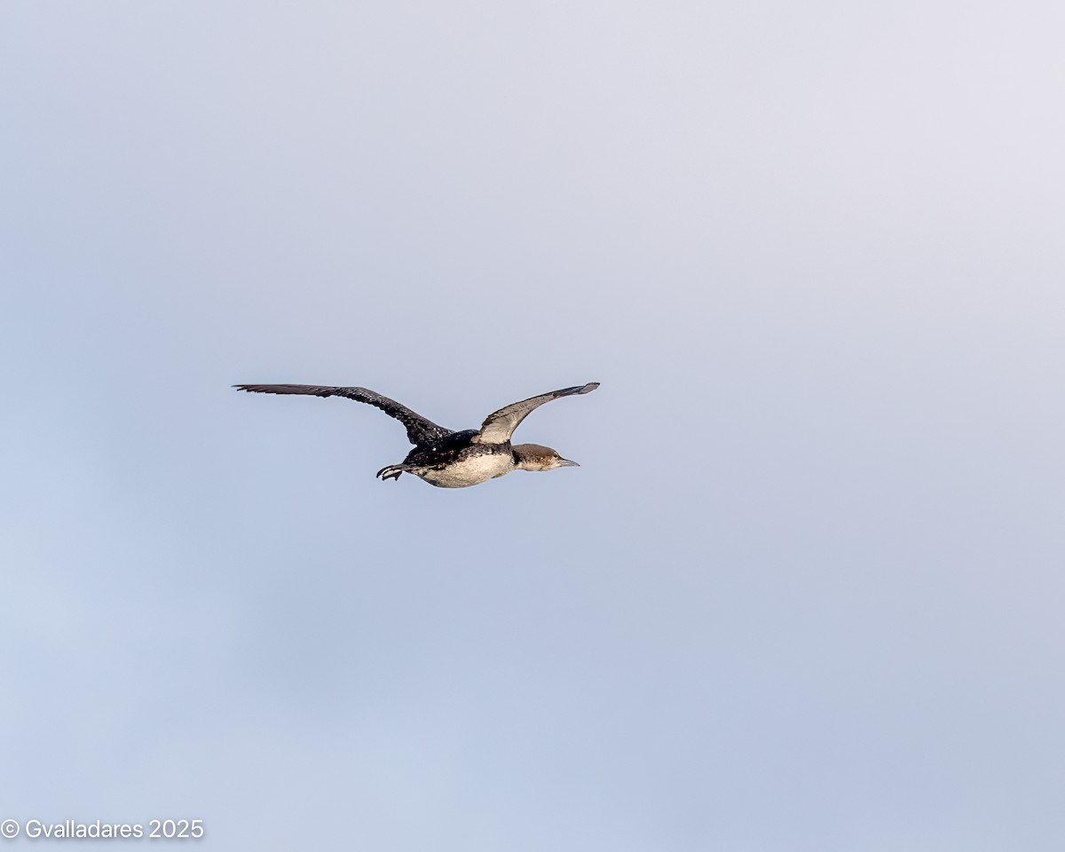 Common Loon - ML638778057