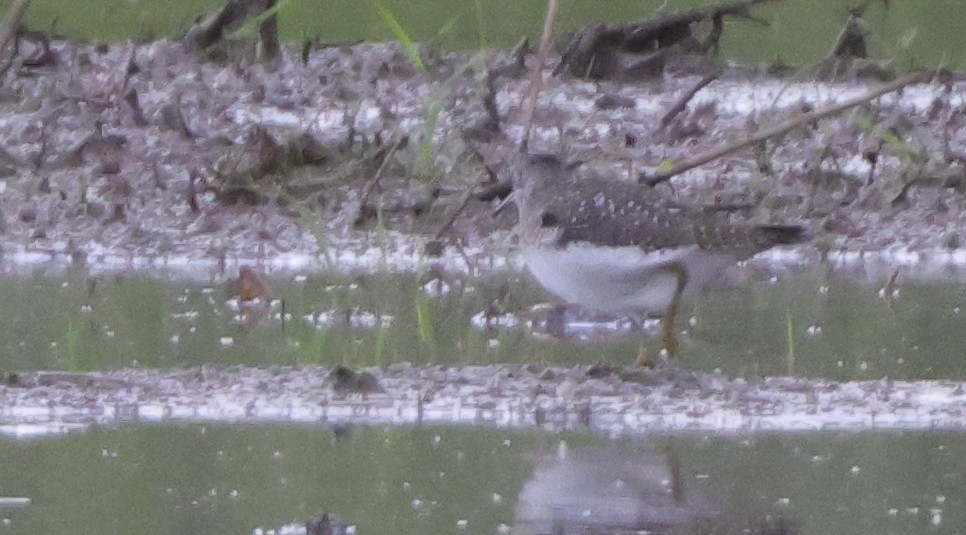 Solitary Sandpiper - ML638778060