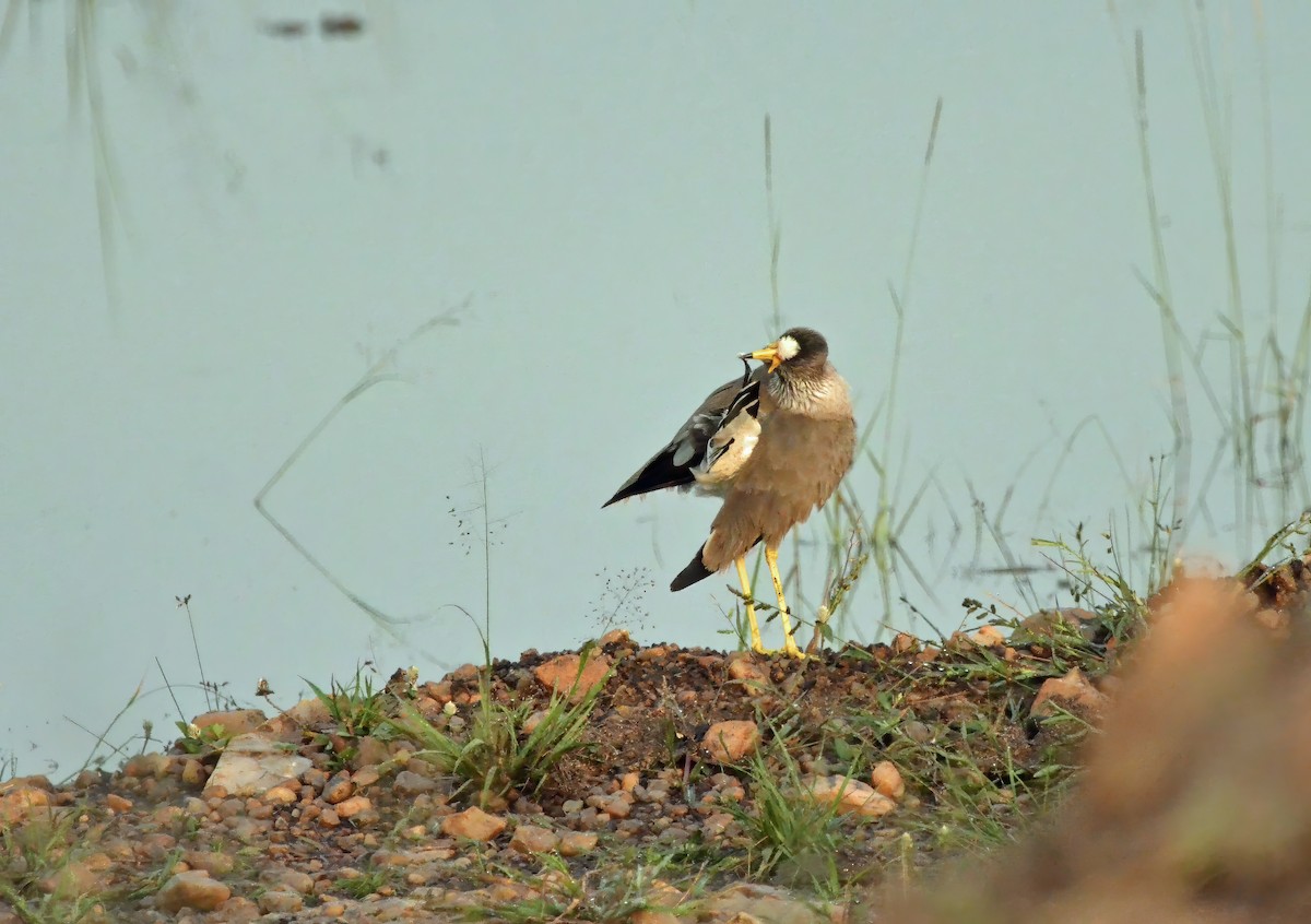 Wattled Lapwing - ML638778071