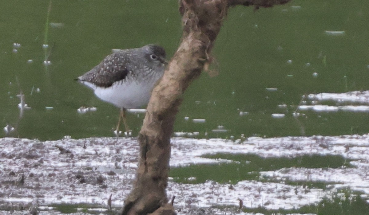 Solitary Sandpiper - ML638778077