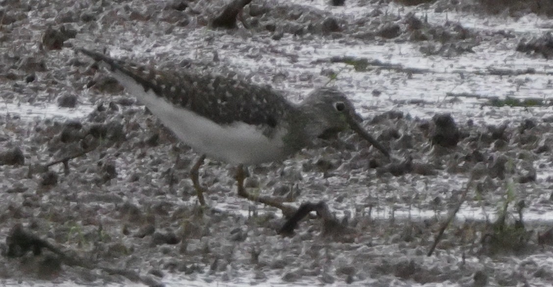Solitary Sandpiper - ML638778080