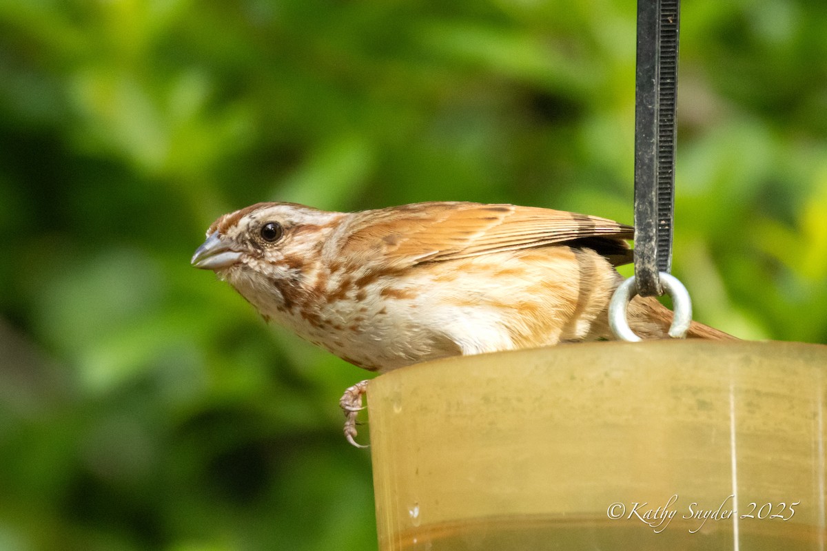 Song Sparrow - ML638778108