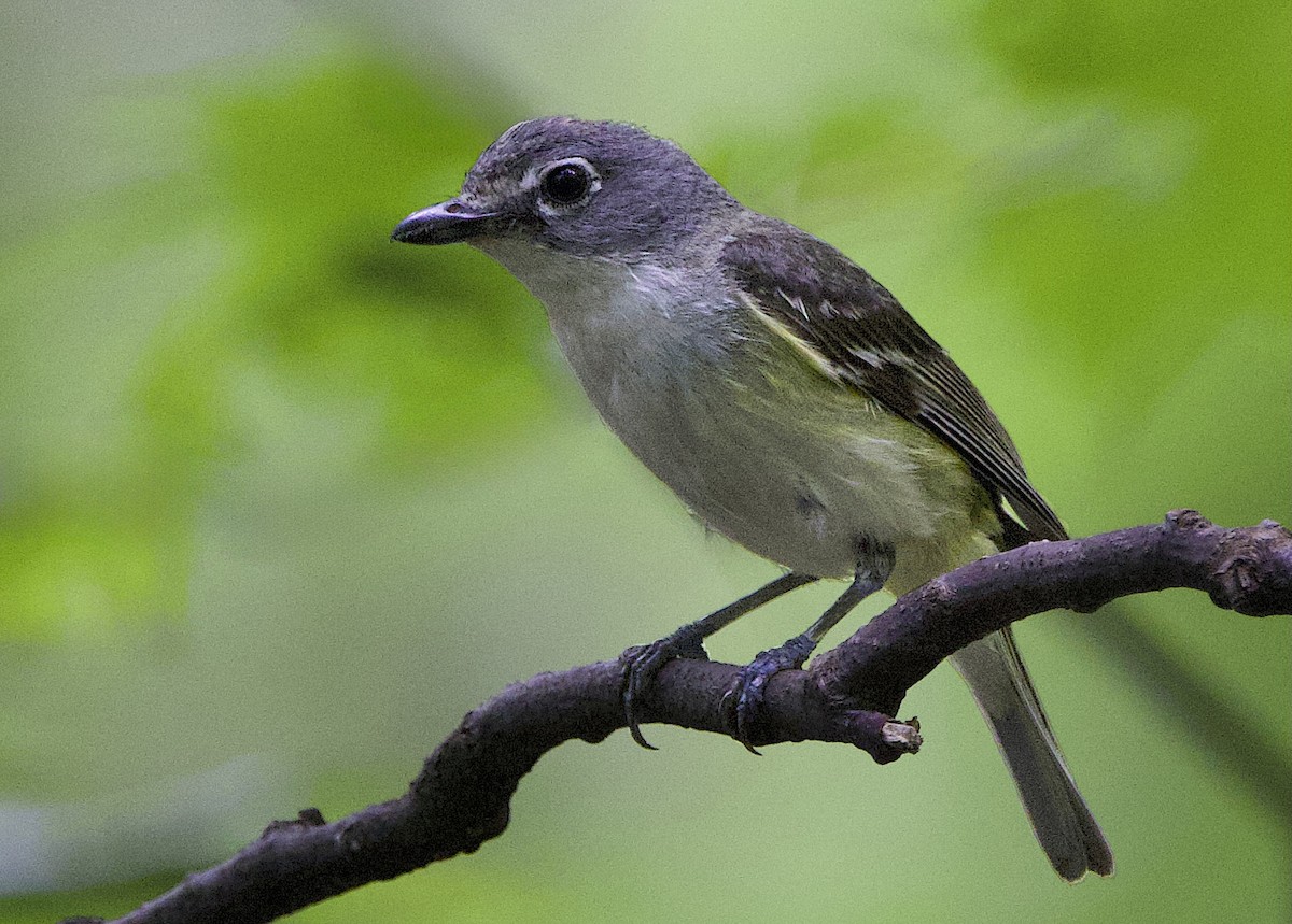 Mavi Başlı Vireo - ML638778109
