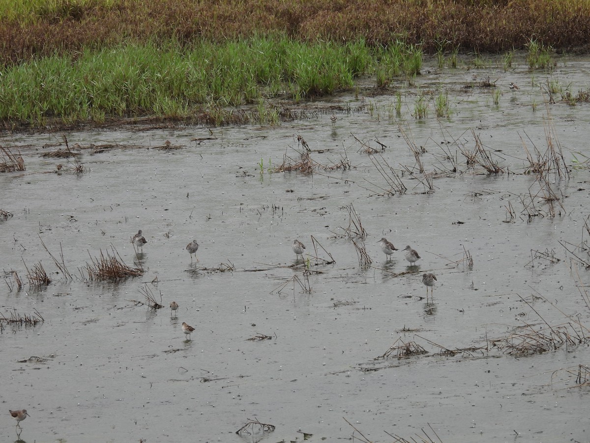 gulbeinsnipe - ML638778115