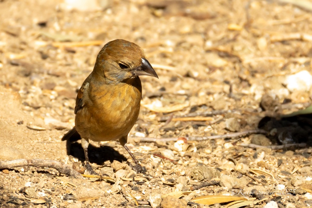 Blue Grosbeak - ML638778119