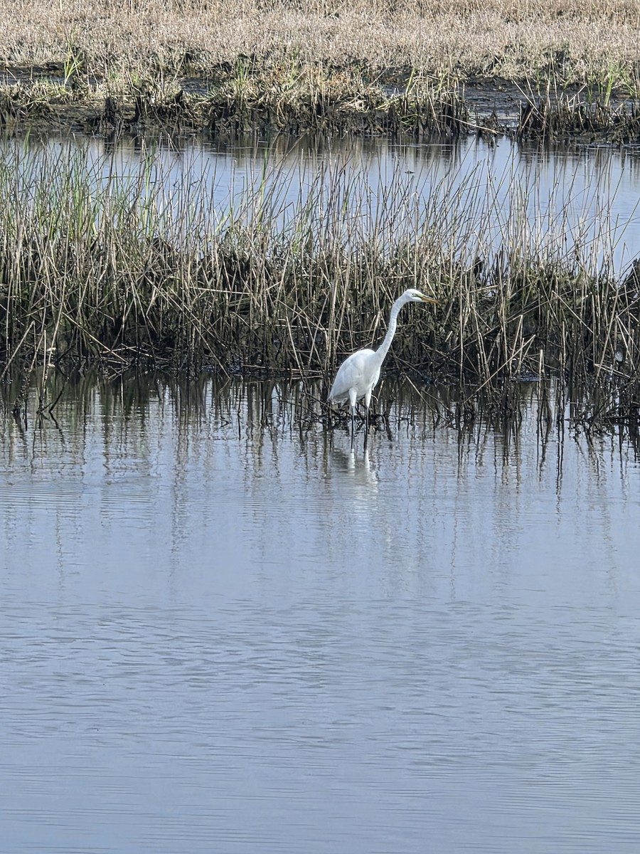 egretthegre - ML638778121