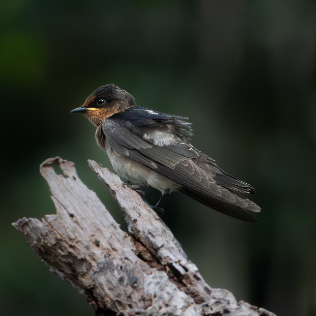 Pacific Swallow - ML638778123